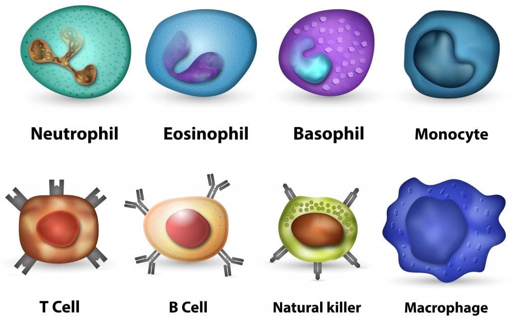 Fact Check: Are eosinophils phagocytic?