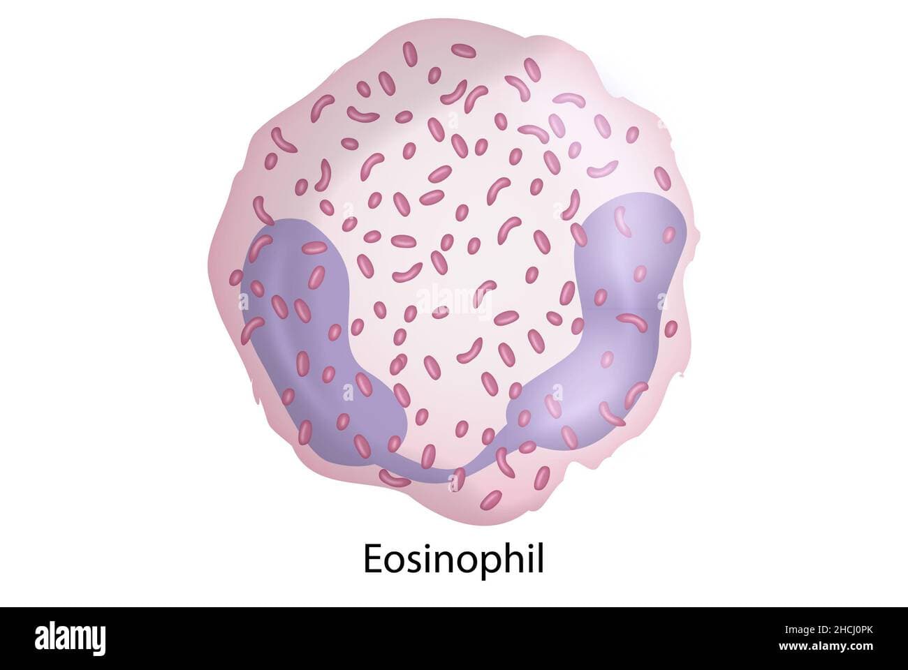 Fact Check: Are eosinophils white blood cells?