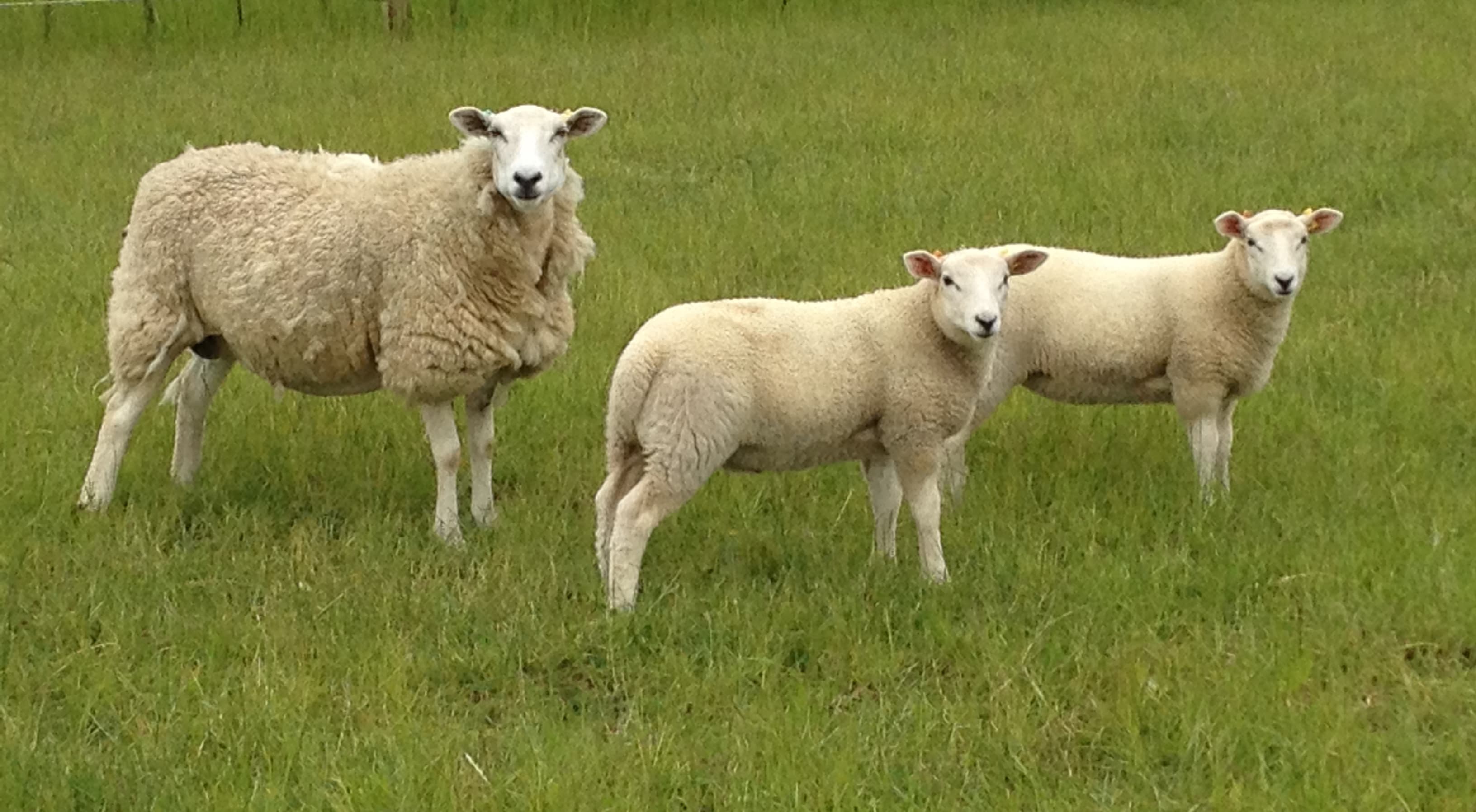 Fact Check: Are ewes sheep?