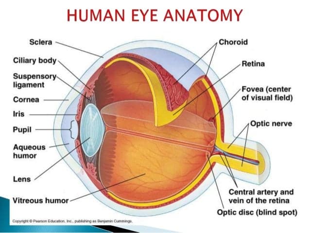 Fact Check: Are eyes organs?