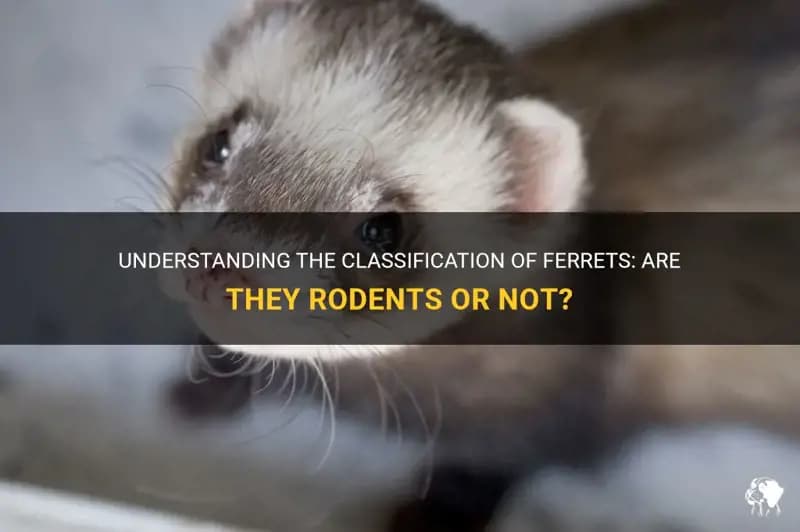 Fact Check: Are ferrets classified as rodents?