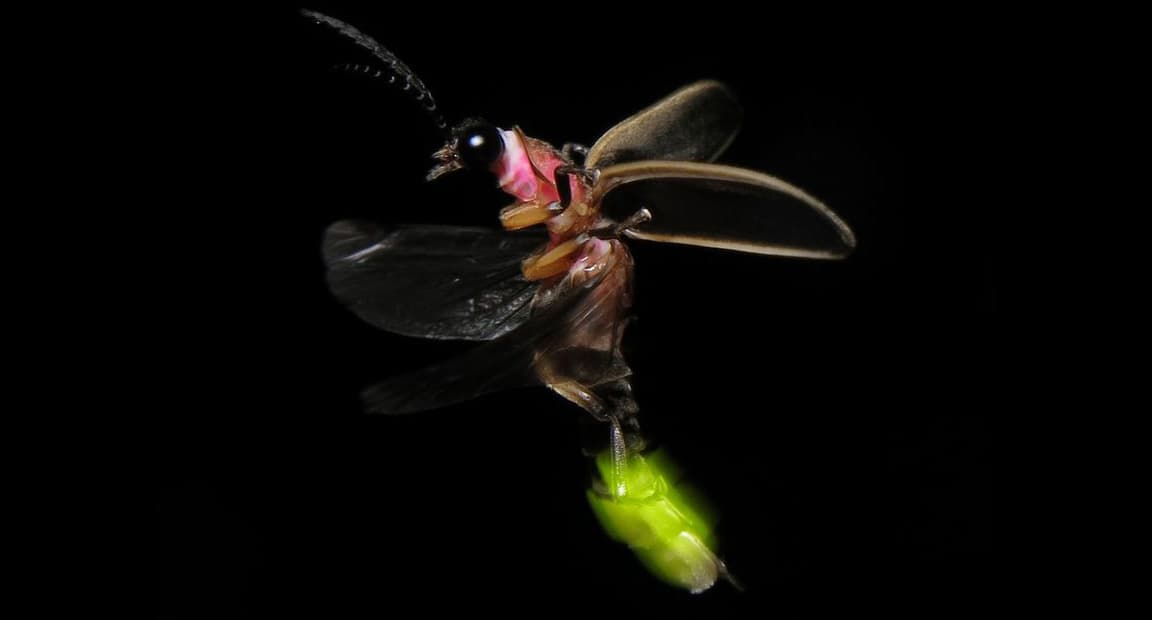 Fact Check: Are fireflies extinct?