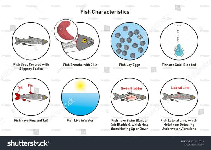 Fact Check: Are fish cold blooded?