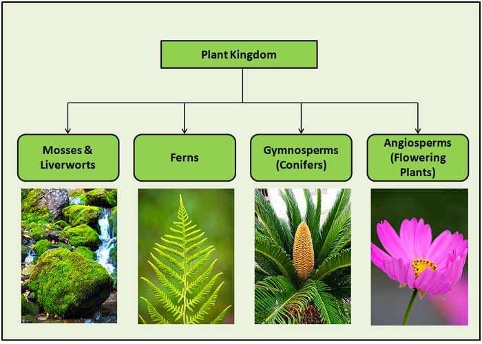 Fact Check: Are flowers classified as plants?