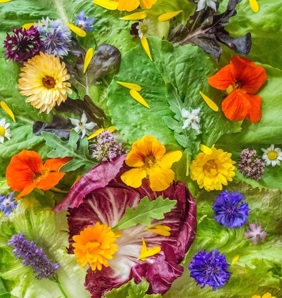 Fact Check: Are flowers edible?