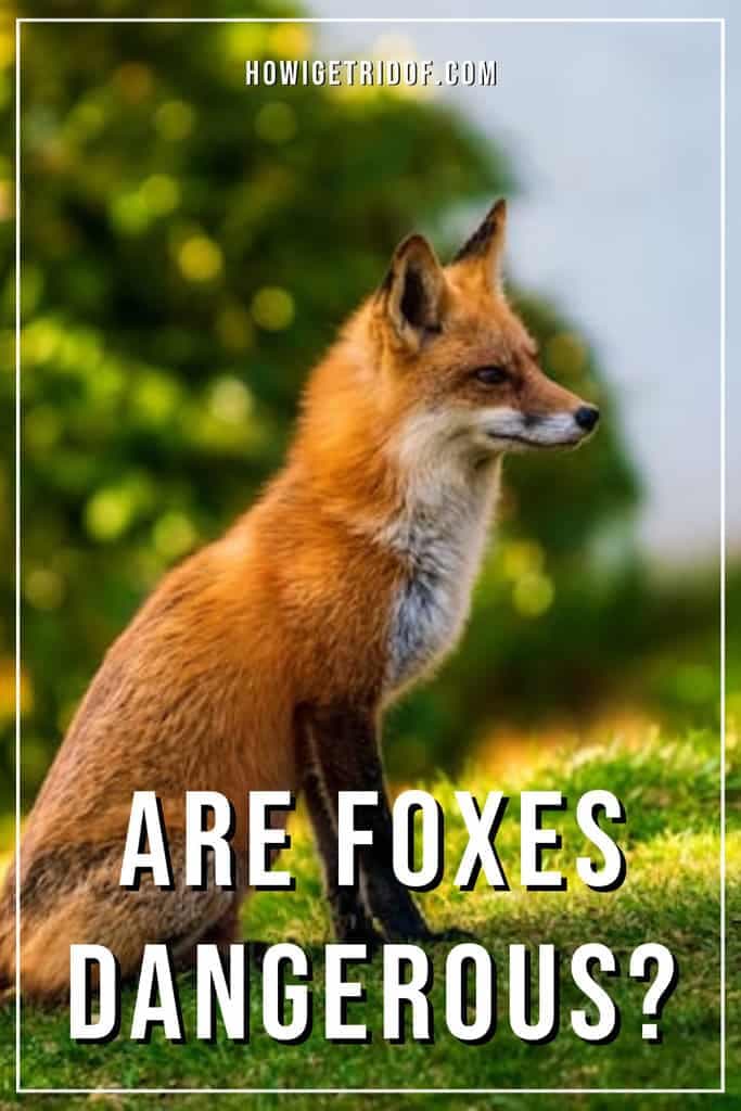 Fact Check: Are foxes dangerous animals?