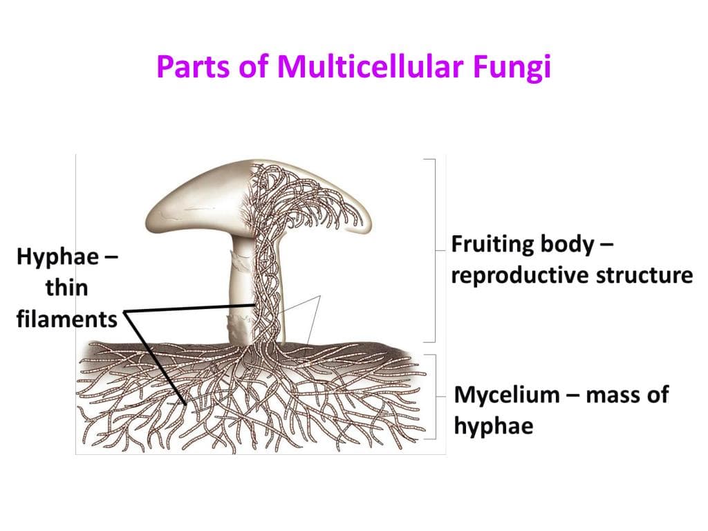 Fact Check: Are fungi multicellular?