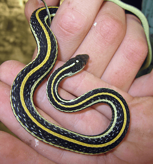 Fact Check: Are garter snakes venomous?