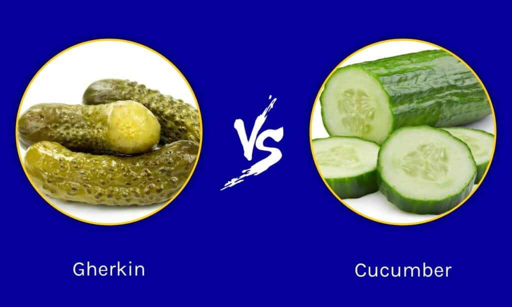 Fact Check: Are gherkins cucumbers?