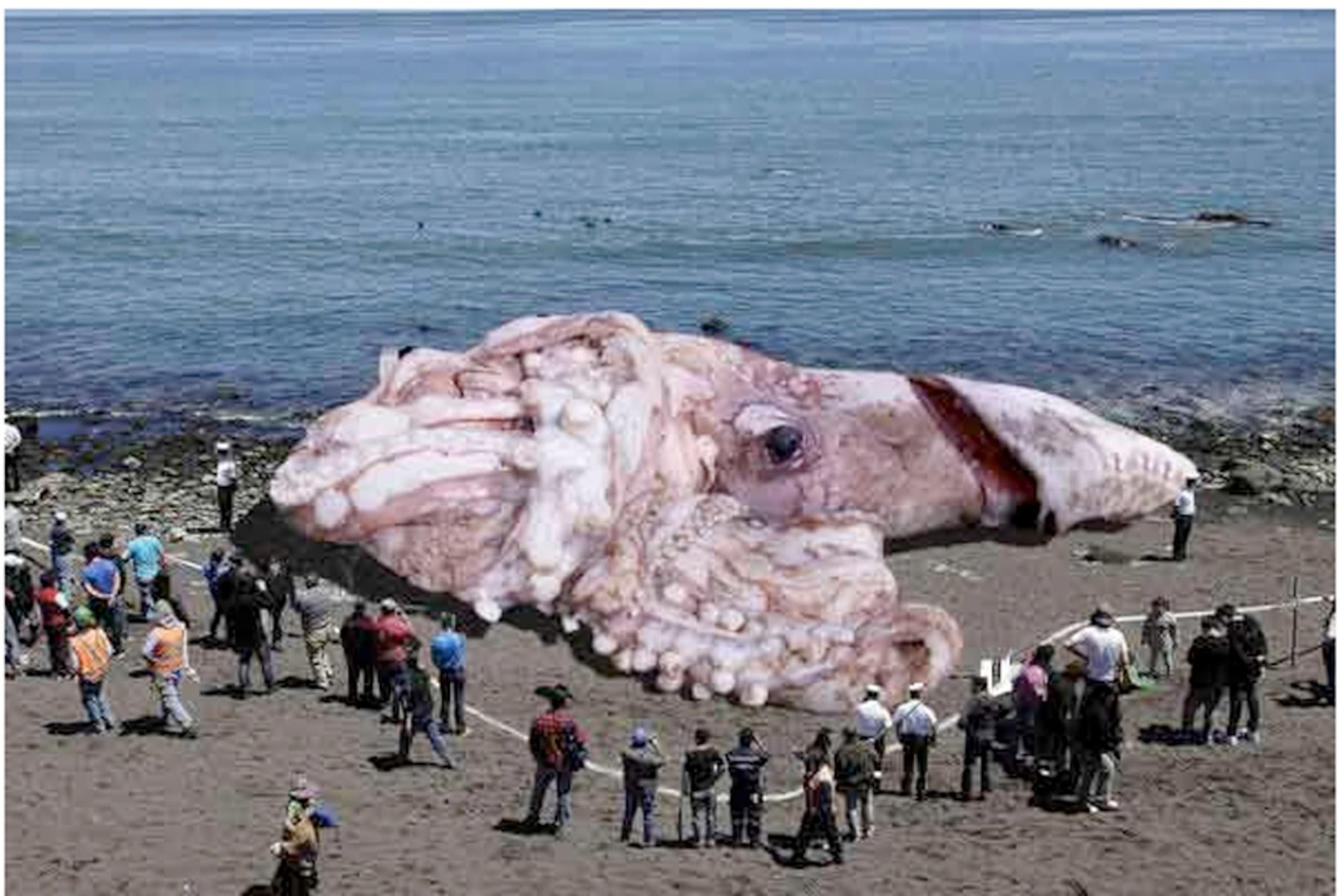 Fact Check: Are giant squids real?