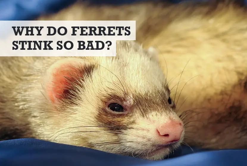 Fact Check: Are ferret smelly