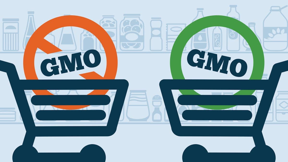 Fact Check: Are gmos good or bad?