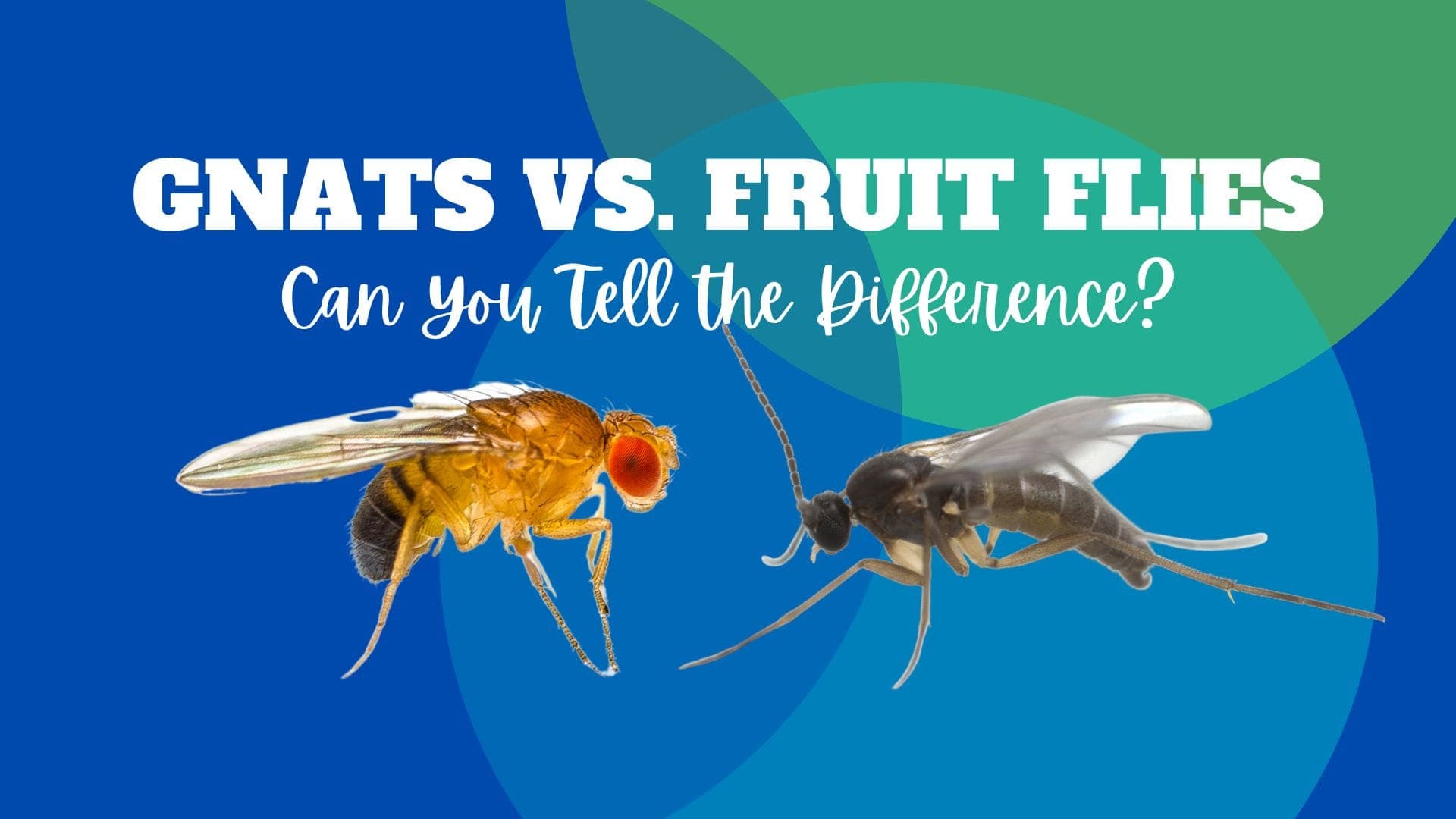 Fact Check: Are gnats and fruit flies the same?