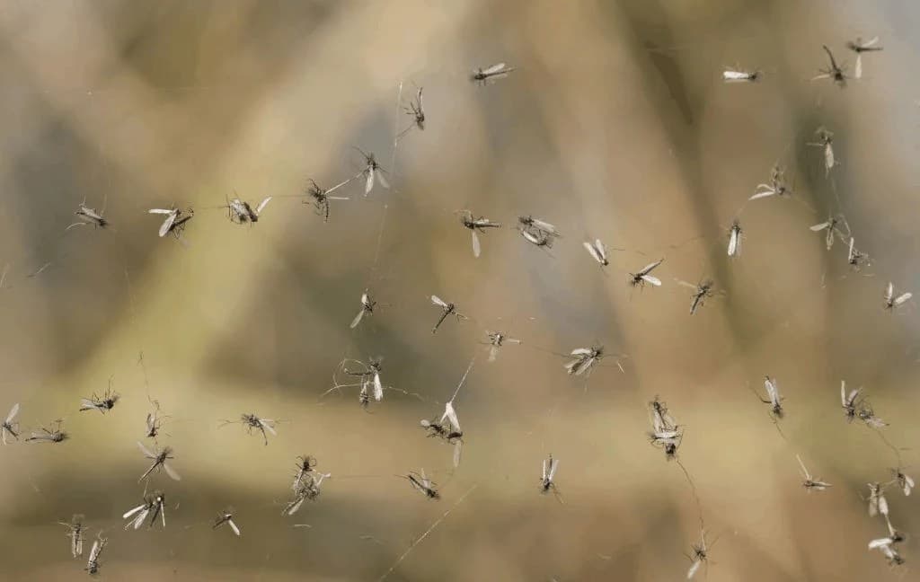 Fact Check: Are gnats attracted to light?