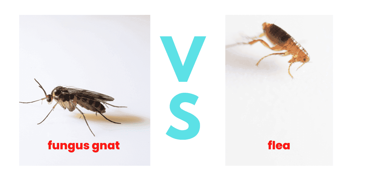 Fact Check: Are gnats baby flies?