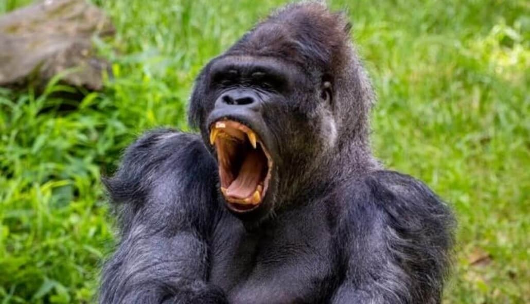 Fact Check: Are gorillas aggressive?
