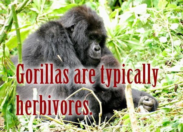 Fact Check: Are gorillas herbivores?