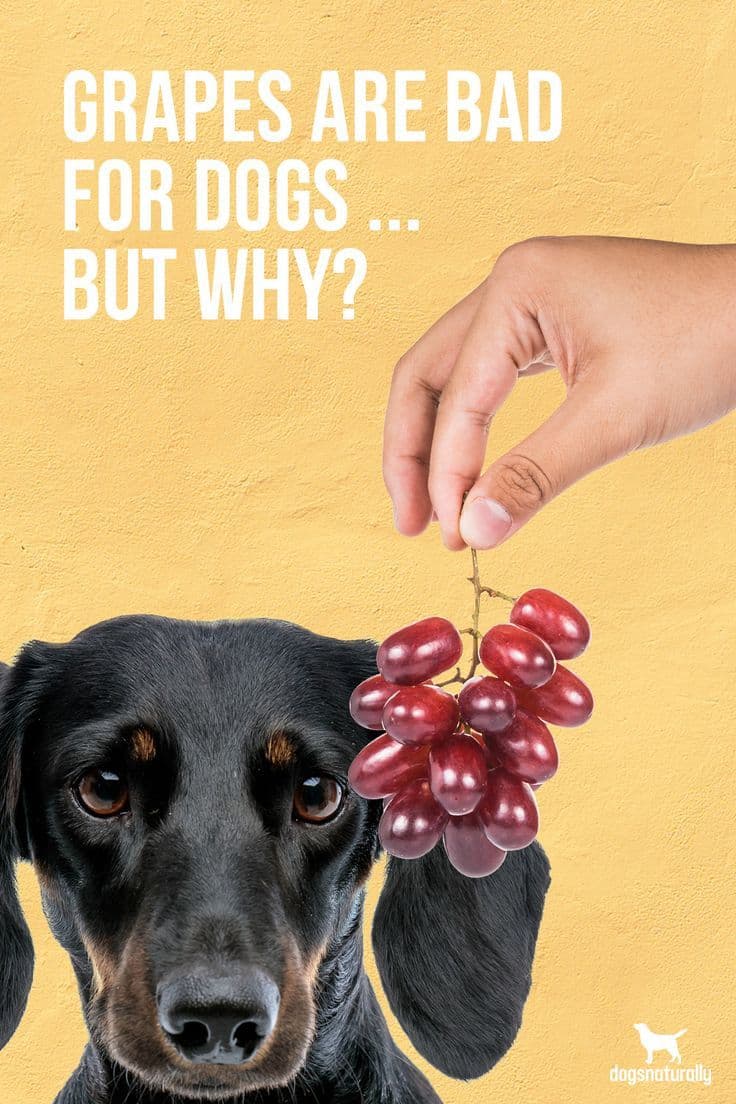 Fact Check: Are grapes bad for dogs?