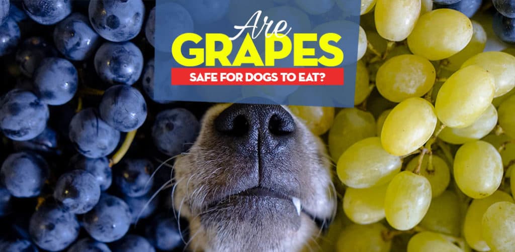 Fact Check: Are grapes good for dogs?