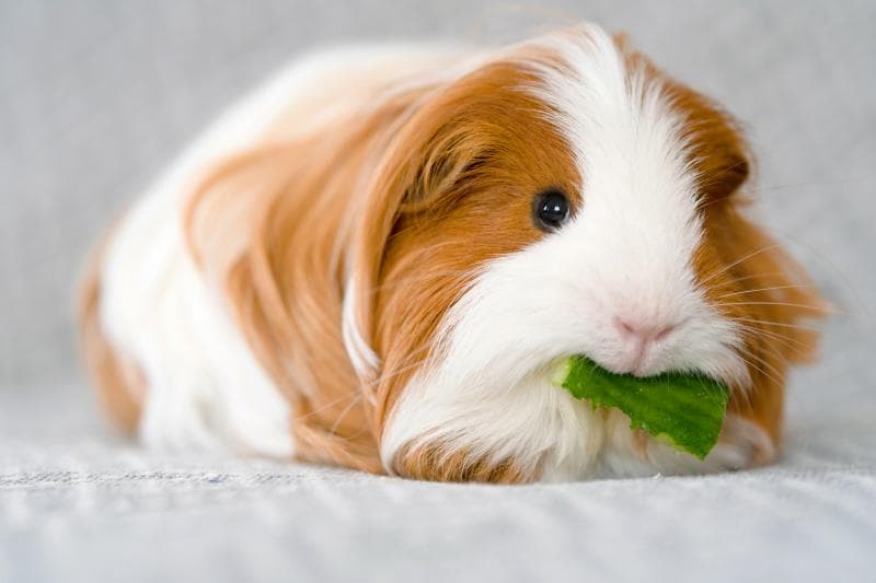 Fact Check: Are guinea pigs good pets?