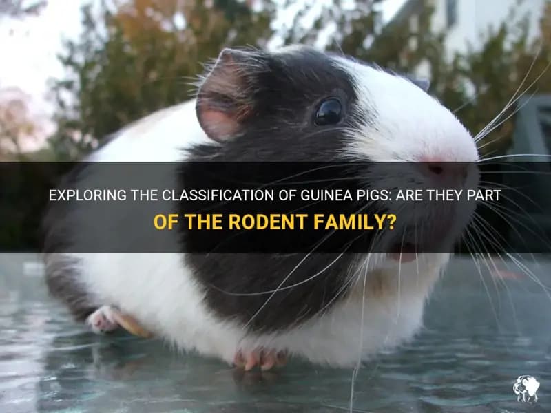Fact Check: Are guinea pigs rodents?
