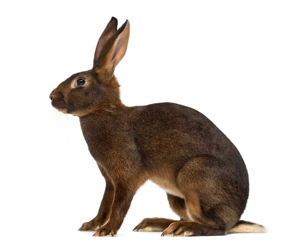 Fact Check: Are hare significado?