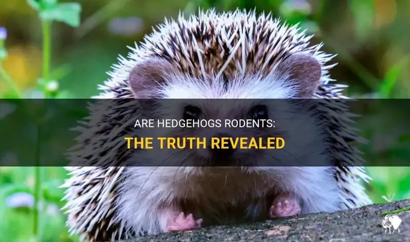 Fact Check: Are hedgehogs rodents?