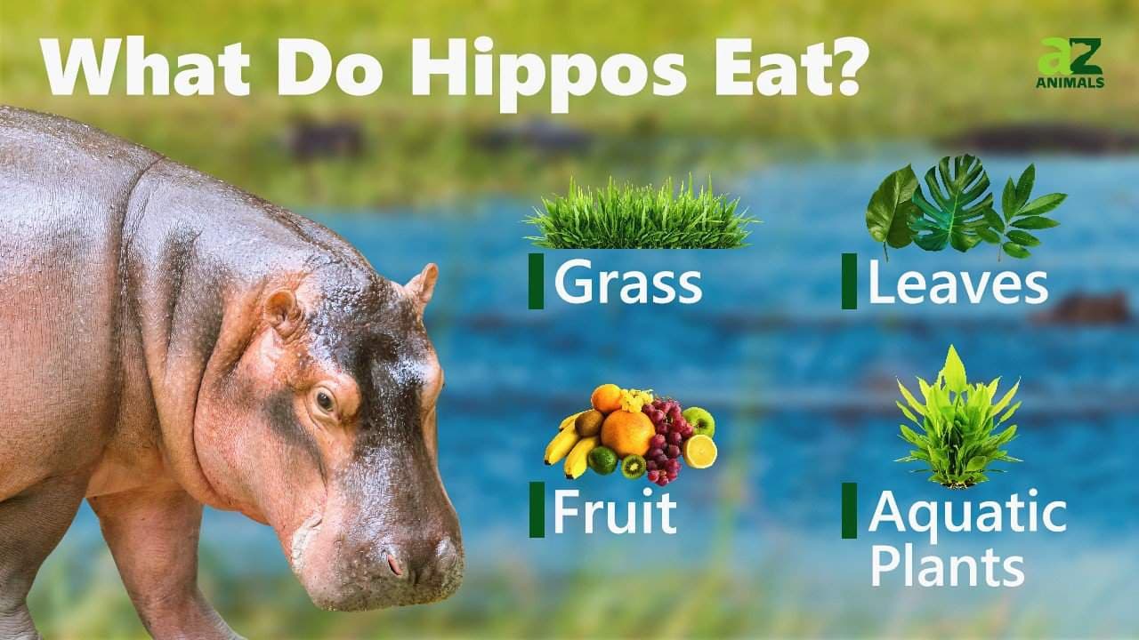 Fact Check: Are hippos herbivores?