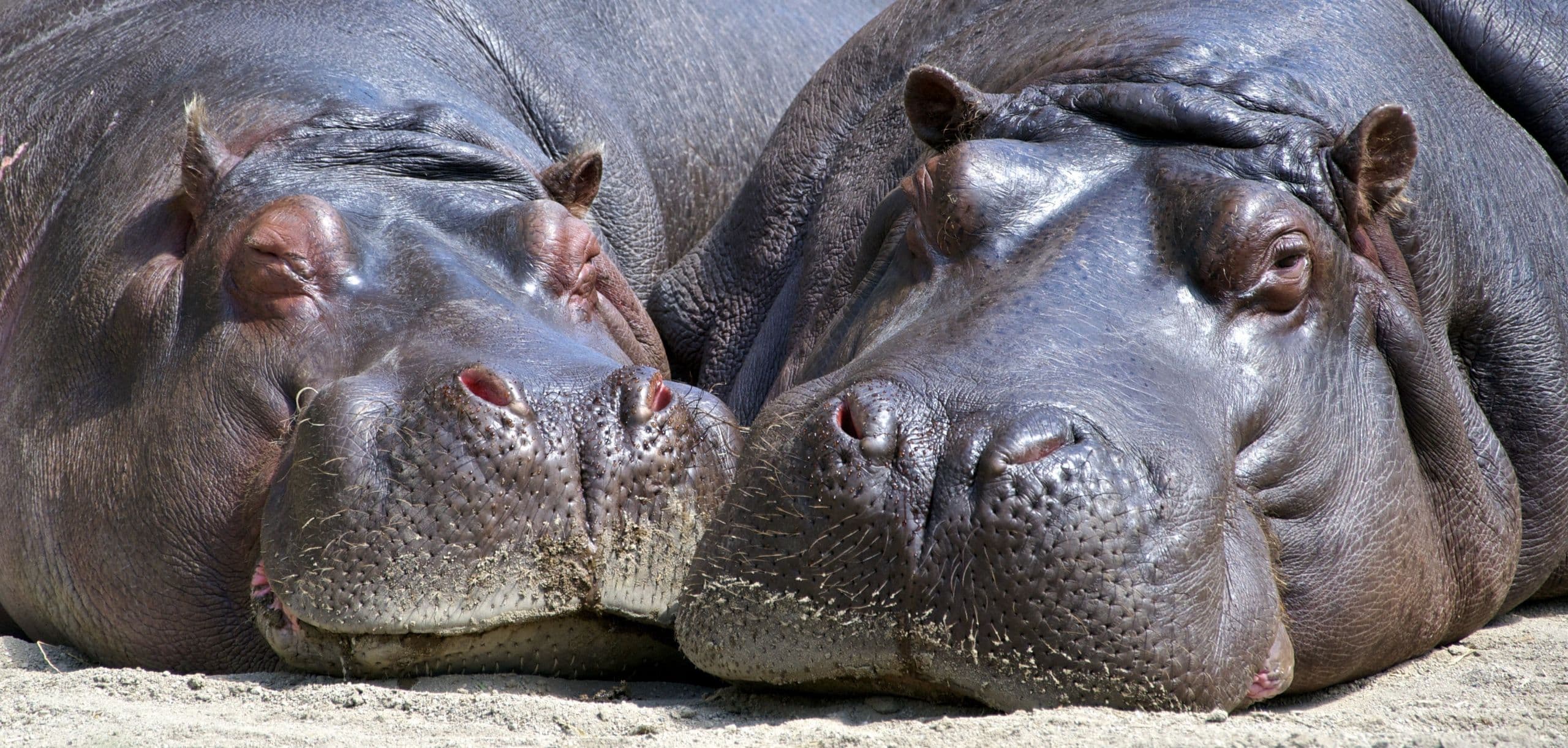 Fact Check: Are hippos intelligent?