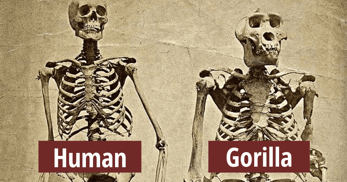 Fact Check: Are humans animals?