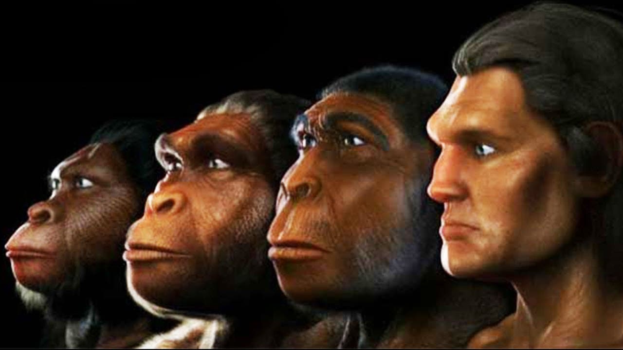 Fact Check: Are humans apes?