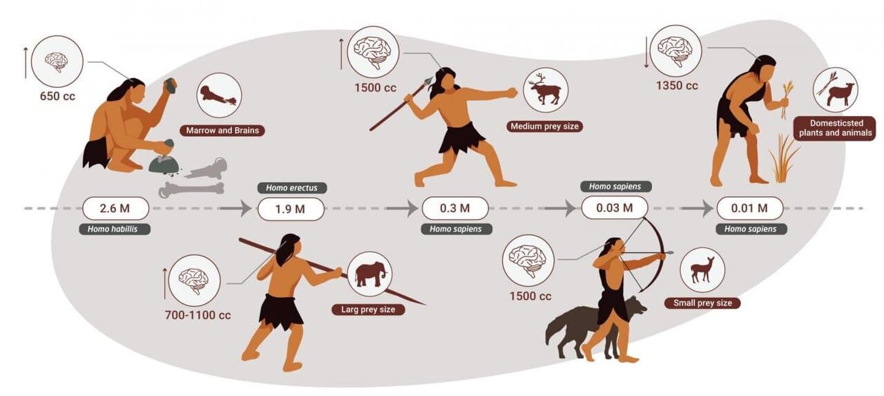 Fact Check: Are humans apex predators?