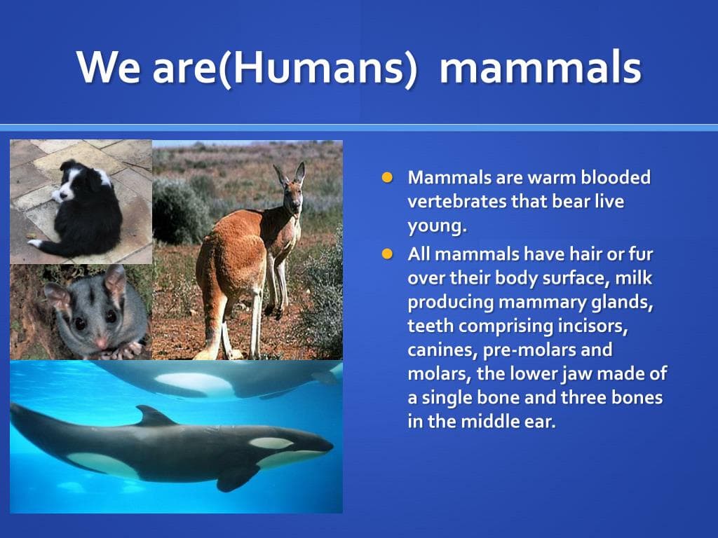 Fact Check: Are humans mammals?