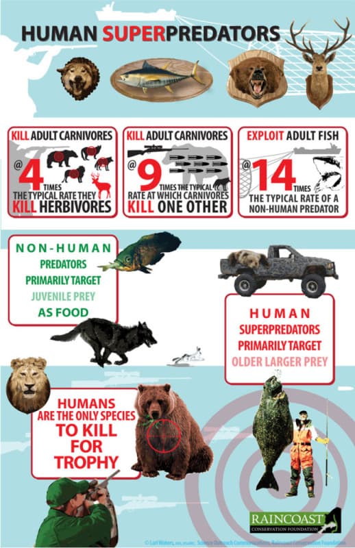 Fact Check: Are humans predators?