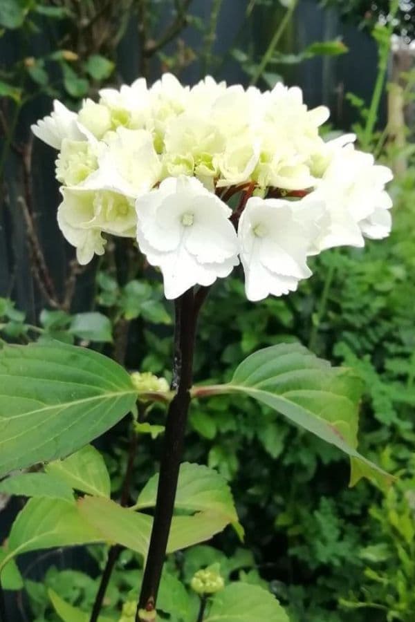 Fact Check: Are hydrangeas poisonous?