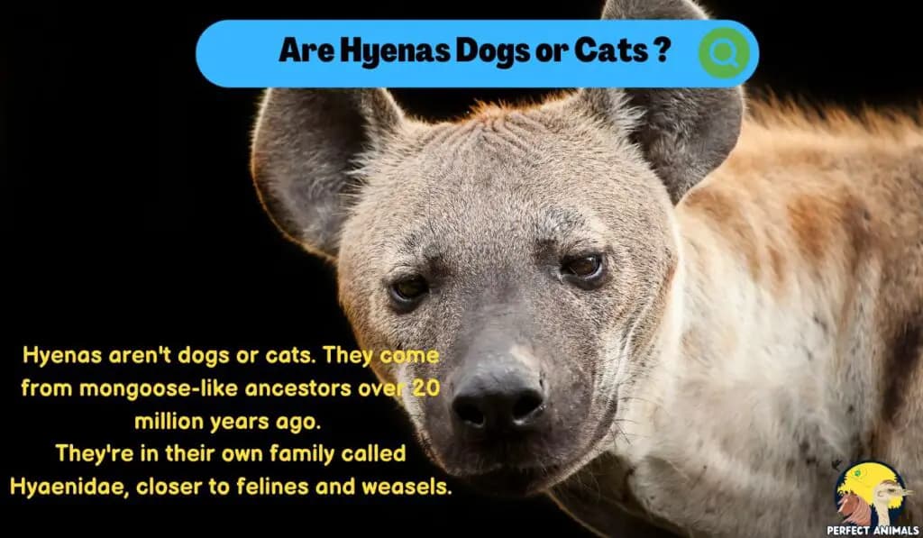 Fact Check: Are hyenas dogs or cats?