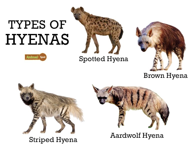 Fact Check: Are hyenas felines or canines?