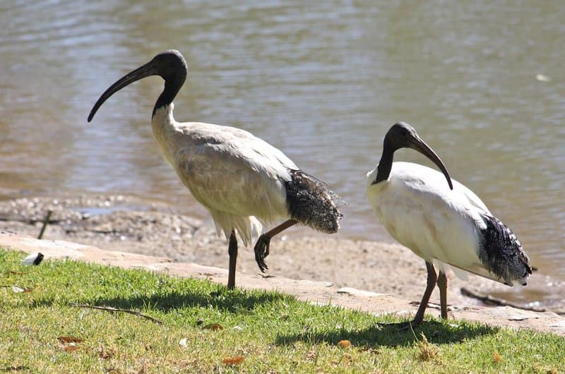 Fact Check: Are ibis native to Australia?