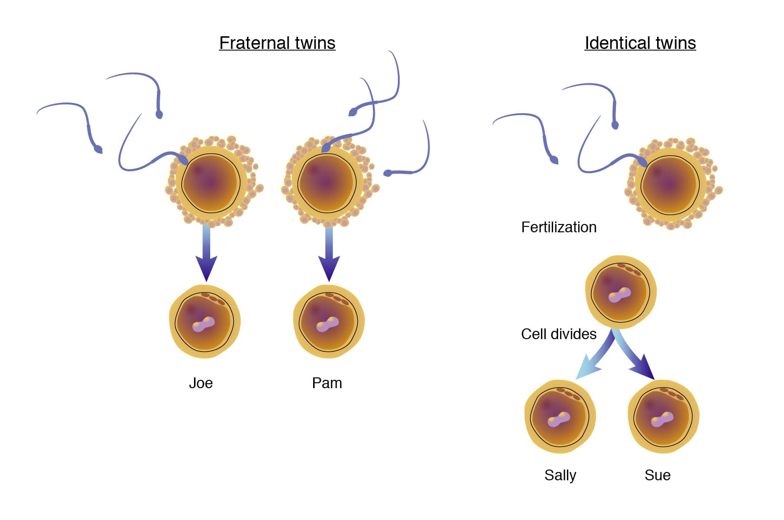 Fact Check: Are identical twins genetic?