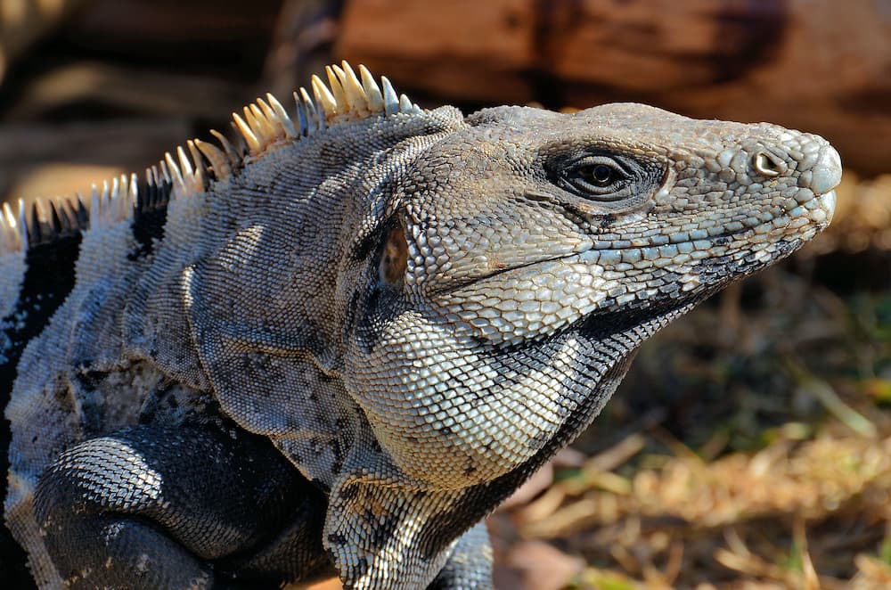 Fact Check: Are iguanas in mexico?