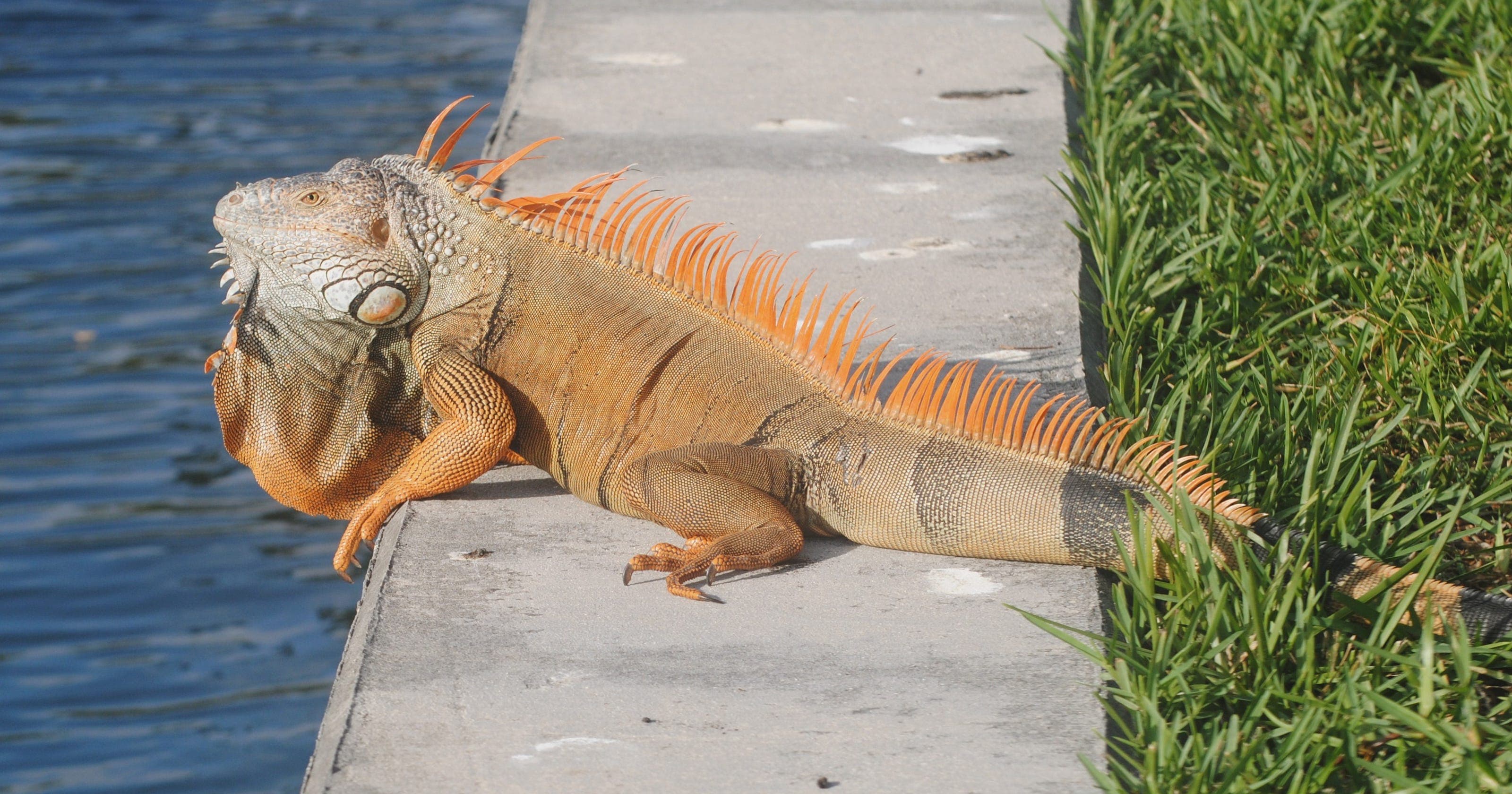 Fact Check: Are iguanas invasive?