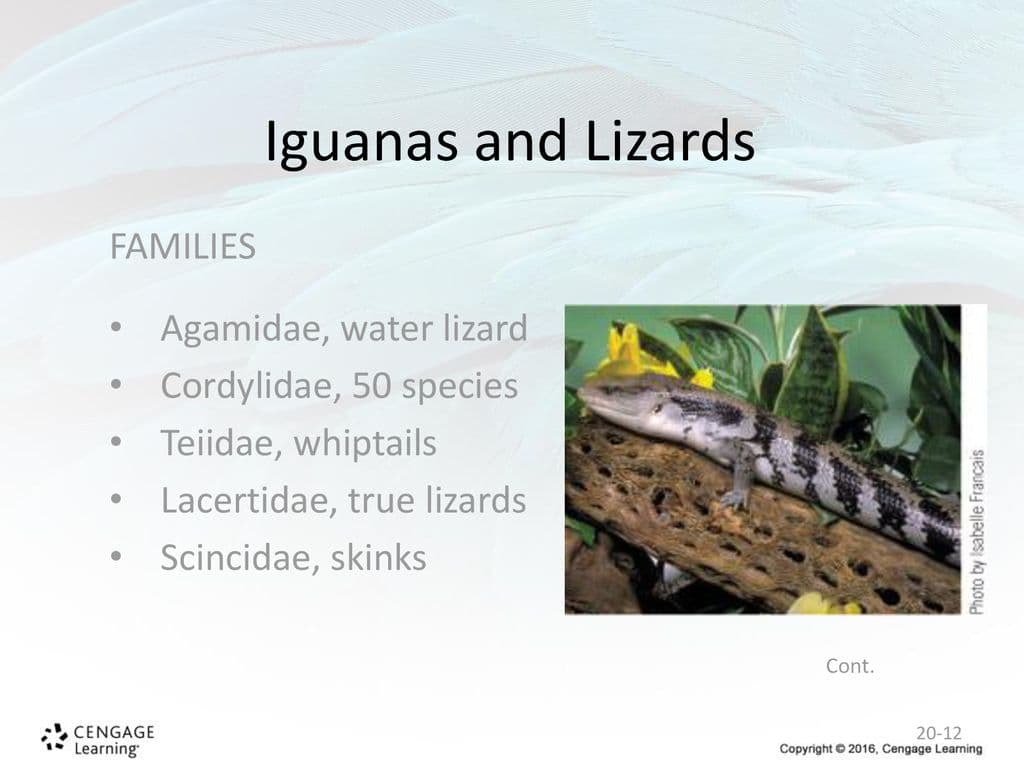 Fact Check: Are iguanas lizards?