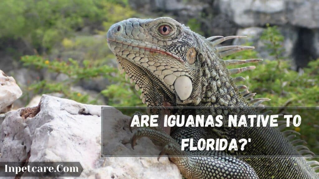 Fact Check: Are iguanas native to florida?