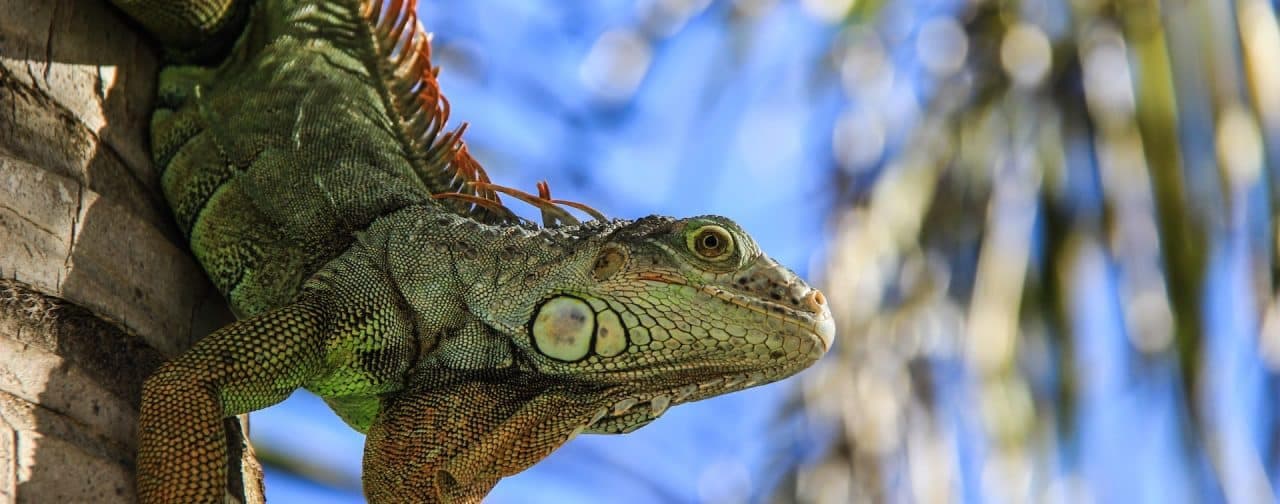 Fact Check: Are iguanas poisonous?