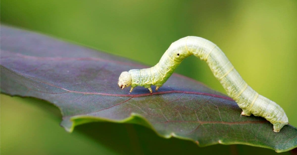 Fact Check: Are inchworms cool?