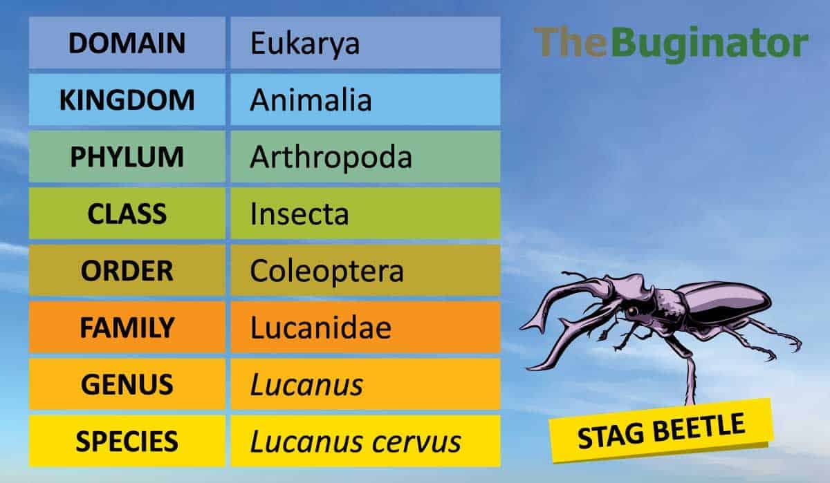 Fact Check: Are insects animals?