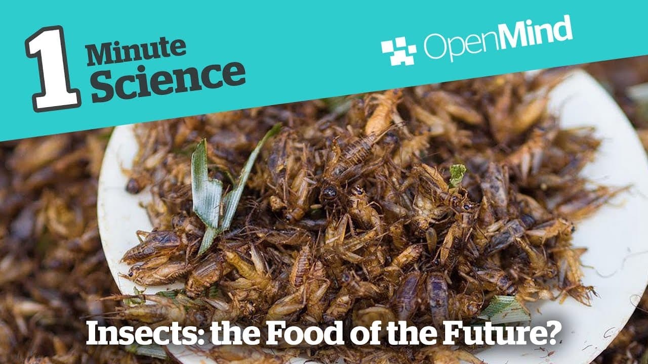 Fact Check: Are insects the future of food listening?