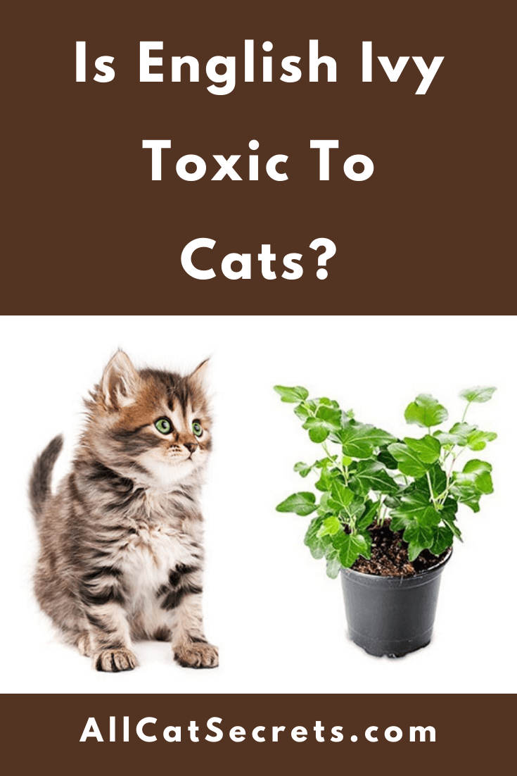 Fact Check: Are ivy plants toxic to cats?