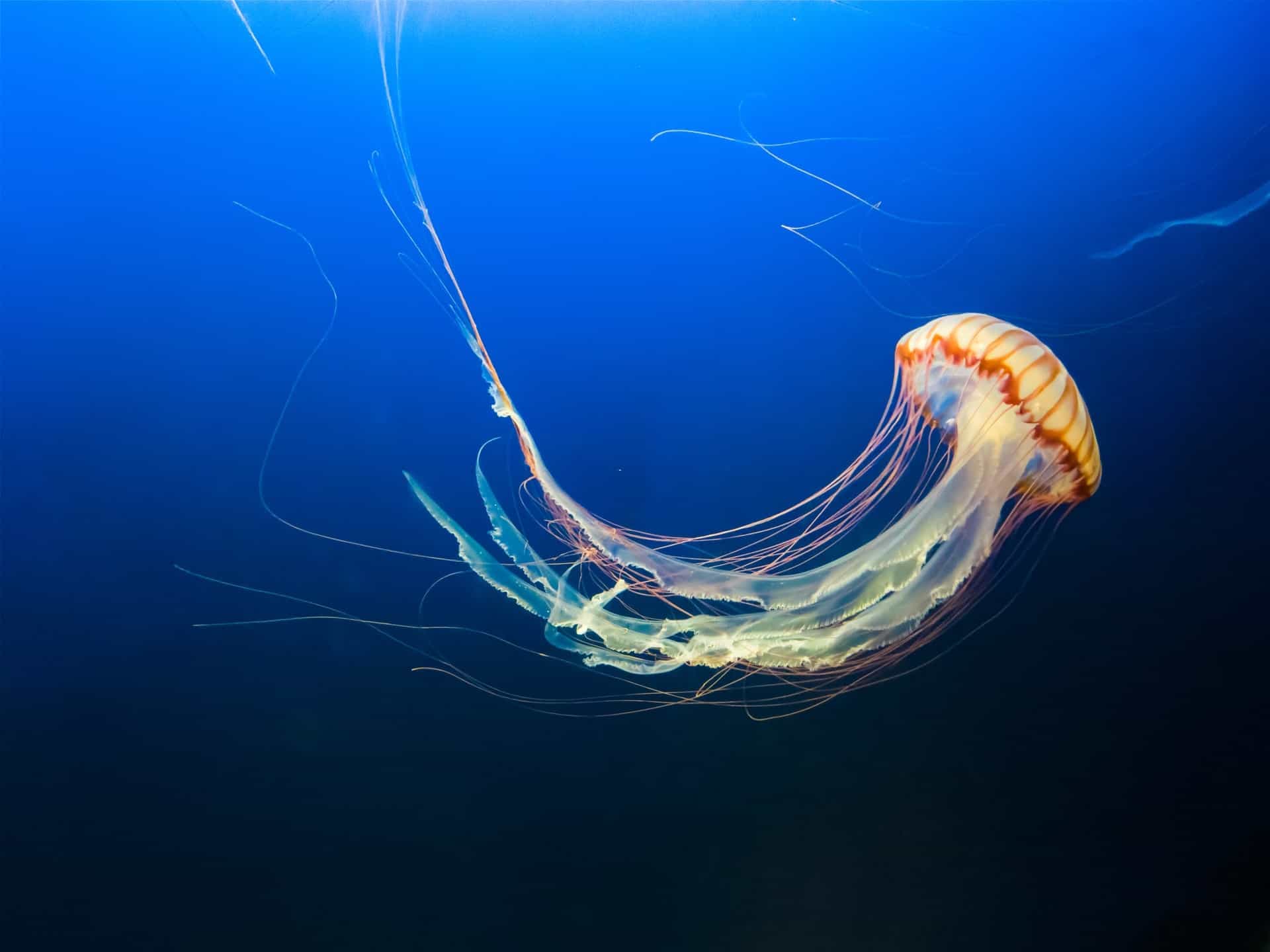 Fact Check: Are jellyfish alive?
