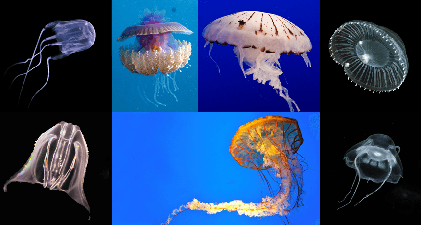 Fact Check: Are jellyfish animals?